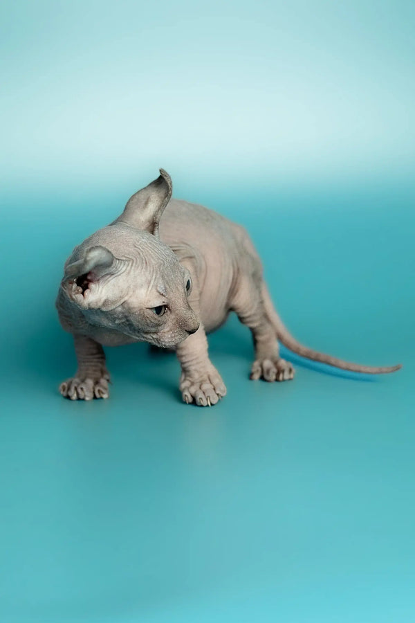 Handsome male Elf Kitten with wrinkled skin standing on a plain surface