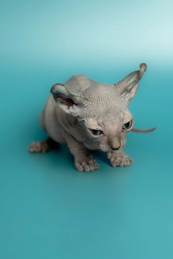 Handsome male Elf Kitten, a Hairless Sphynx with wrinkled skin and large ears