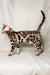 Bengal kitten Lexus showing off its cool rosette-patterned coat in profile