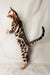 Lexus Bengal kitten standing on hind legs showing off its cool spotted coat pattern