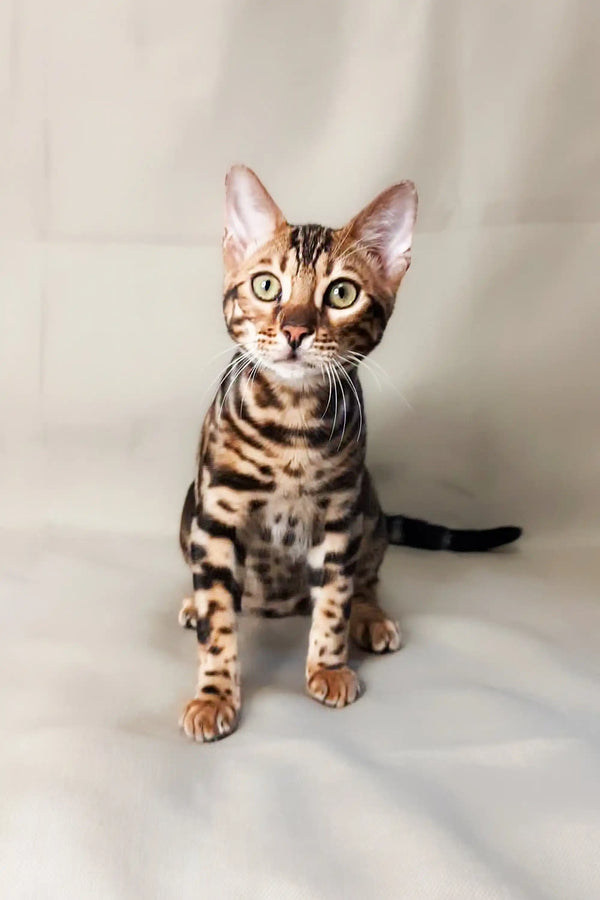 Bengal kitten with spotted fur, perfect for Lexus Bengal lovers