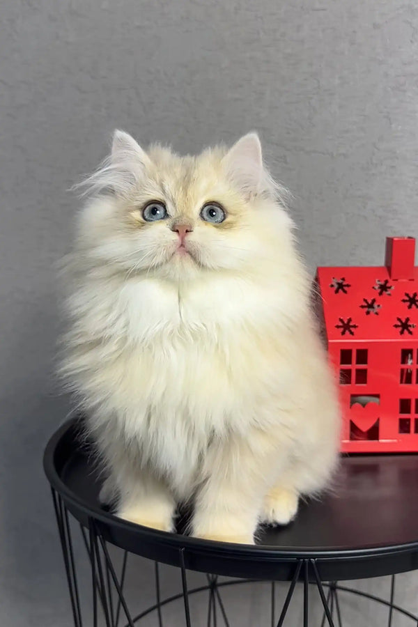 Cute fluffy white Persian cat with gentle green eyes in Lexus British Longhair Kitten