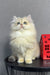 Fluffy white Persian cat with bright eyes beside a red decorative house in Lexus