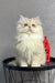 Fluffy white Persian cat with bright green eyes on Lexus British Longhair Kitten