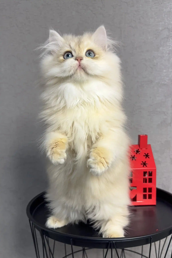 Fluffy white Persian cat standing tall, featuring Lexus British Longhair Kitten design