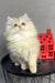 Fluffy white Persian cat beside a cute red decorative house ornament