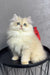 Fluffy white Persian cat with blue eyes and red bow for Lexus British Longhair Kitten