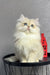 Fluffy white Persian cat with blue eyes sitting pretty, perfect for Lexus | British Longhair Kitten