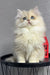 Fluffy white Persian cat with blue eyes in Lexus British Longhair Kitten product