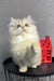 Fluffy white Persian cat with blue eyes, sitting pretty for Lexus British Longhair Kitten