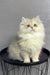 Fluffy white Persian cat on black table, perfect for the Lexus British Longhair Kitten