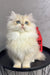 White Persian cat with blue eyes and fluffy fur, perfect for Lexus | British Longhair Kitten