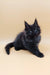 Cute Black Maine Coon kitten from Lexus Maine Coon Kitten collection