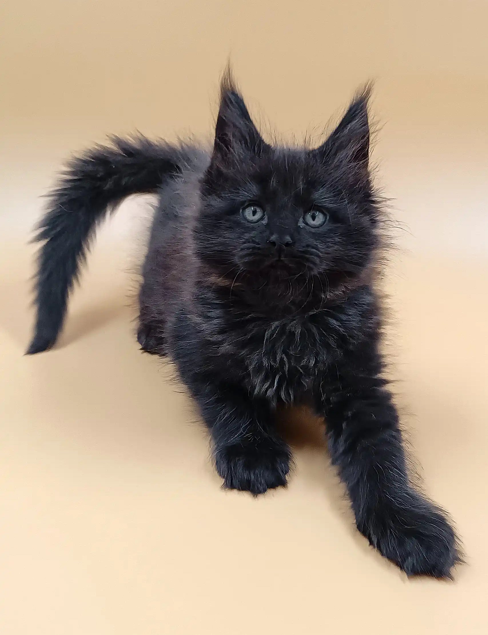 Adorable black Maine Coon kitten from the Lexus collection, perfect for cat lovers