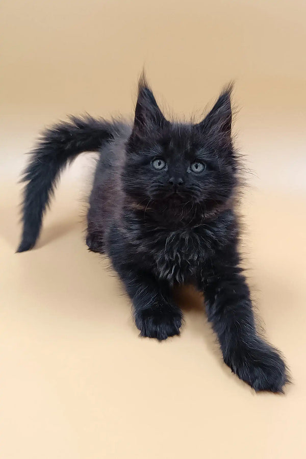 Adorable black Maine Coon kitten from the Lexus collection, perfect for cat lovers