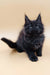 Cute black Maine Coon kitten from the Lexus Maine Coon Kitten collection