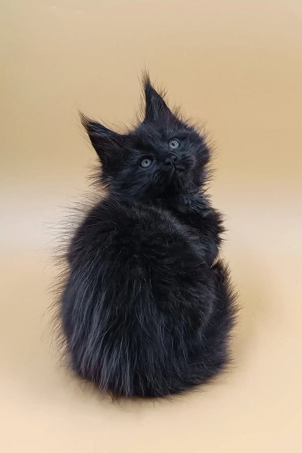 Fluffy black kitten named Lexus, a charming Maine Coon companion waiting for love