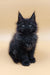 Fluffy black Maine Coon kitten named Lexus with cute pointed ears