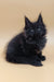 Fluffy black Maine Coon kitten named Lexus with adorable tufted ears