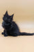 Fluffy black Maine Coon kitten from the Lexus collection looking adorable and playful