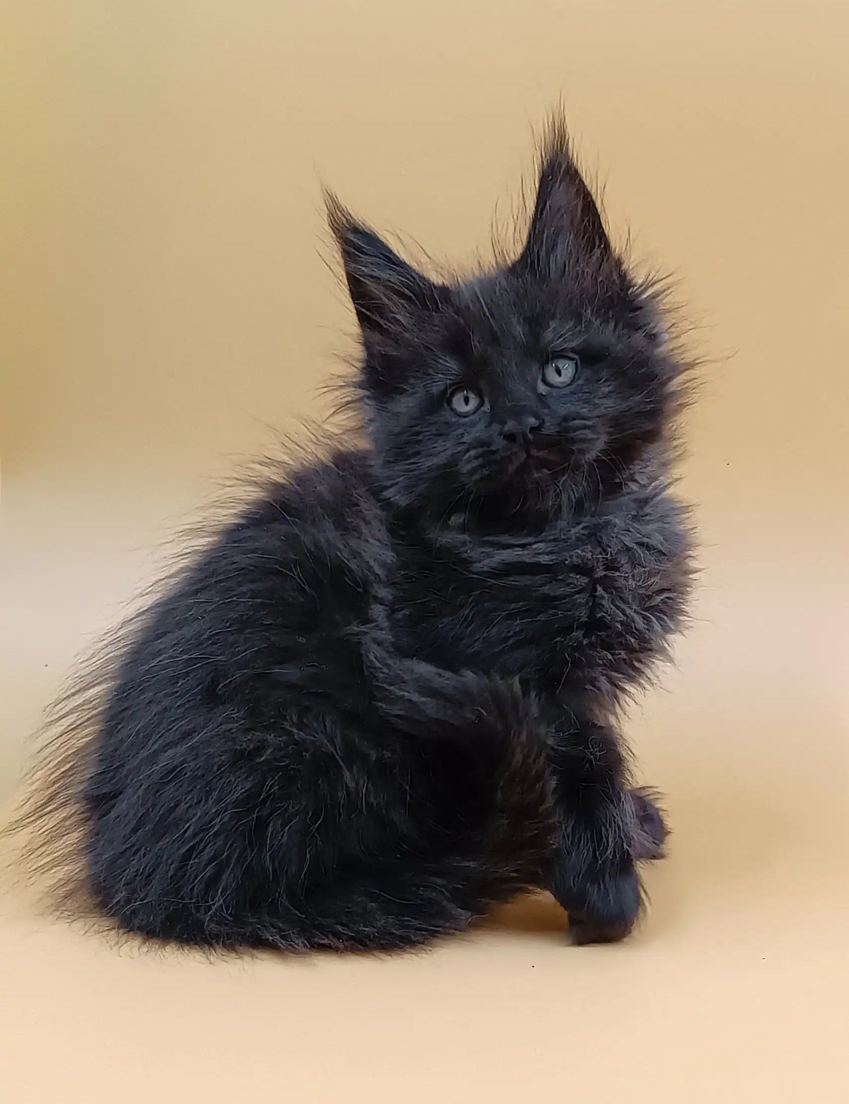 Fluffy black Maine Coon kitten perfect for Lexus | Maine Coon Kitten lovers