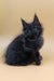 Fluffy black Maine Coon kitten perfect for Lexus | Maine Coon Kitten lovers