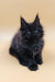 Fluffy black Maine Coon kitten with cute tufted ears from Lexus product line