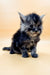 Fluffy gray and black Maine Coon kitten with a concerned look for Lexus product