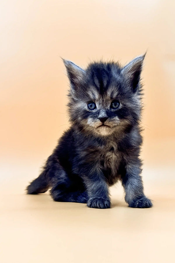 Fluffy Maine Coon kitten with bright blue eyes, gray and tan fur, perfect for cuddles