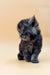 Fluffy gray Maine Coon kitten with bright blue eyes sitting upright and looking adorable