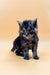 Fluffy gray and black Maine Coon kitten with bright blue eyes for sale