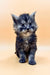 Fluffy gray Maine Coon kitten with wide eyes and pointed ears, super cute!