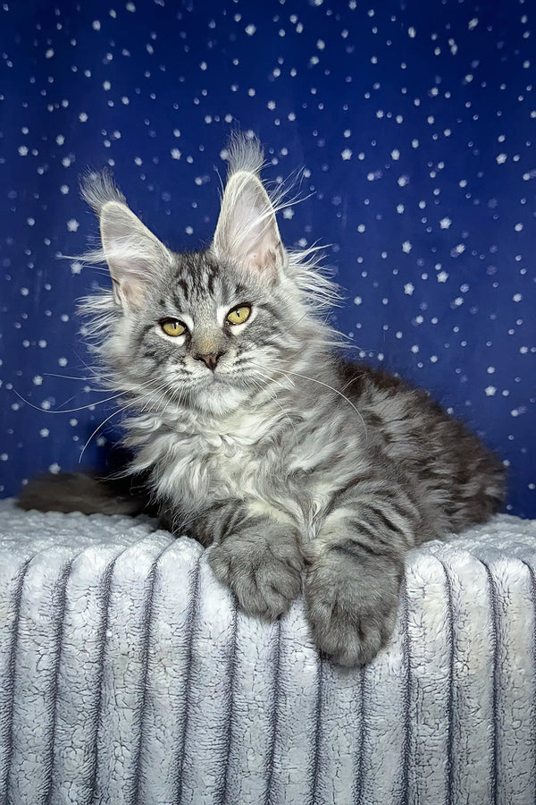 Gray and silver Maine Coon kitten with fluffy fur and bright yellow eyes for Lexus