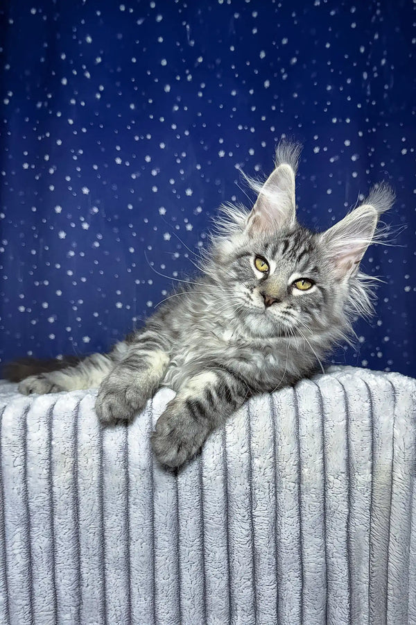 Silver-gray Maine Coon cat chilling on a striped surface for Lexus Maine Coon Kitten