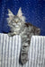 Silver and gray Maine Coon cat chilling on a striped surface for Lexus Maine Coon Kitten