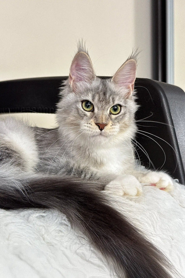 Silver Maine Coon cat in the Liama | Maine Coon Kitten product display