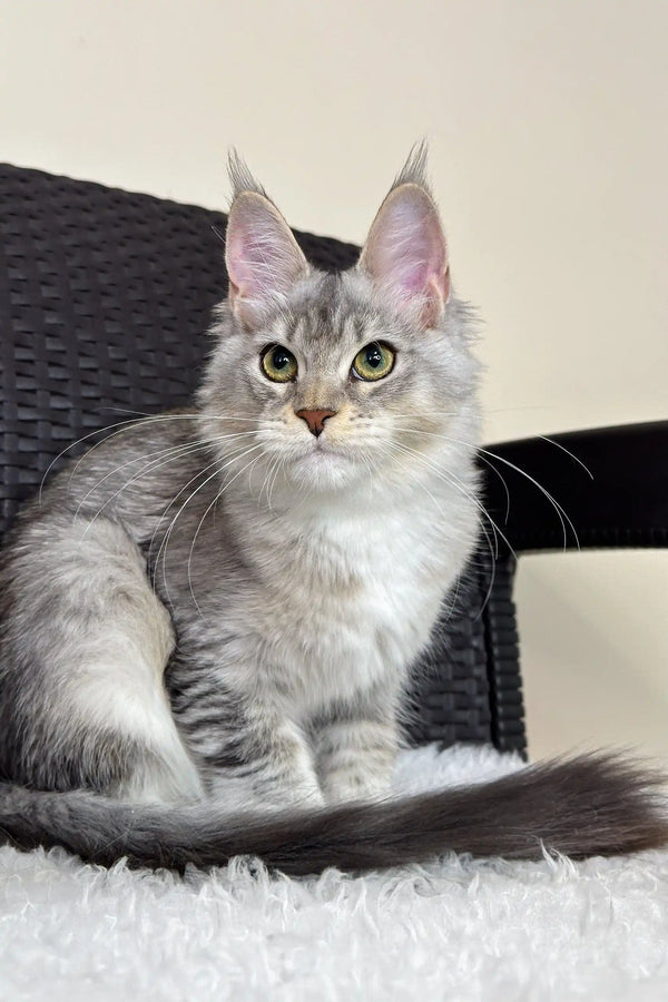 Cute Silver Maine Coon cat featured in Liama Maine Coon Kitten product