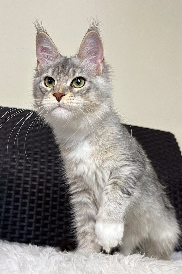 Cute Silver Tabby Maine Coon Kitten featured in Liama | Maine Coon Kitten product
