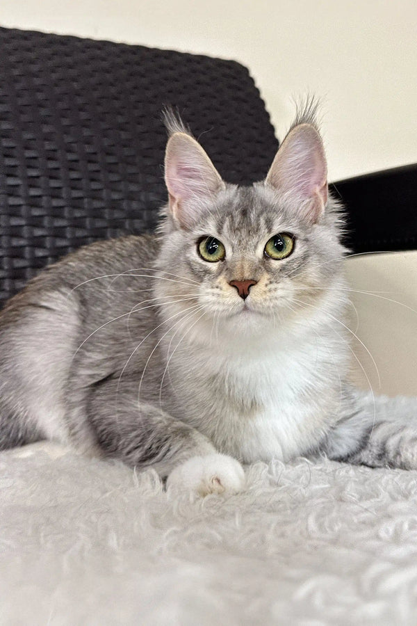 Silver tabby Maine Coon cat from the Liama Maine Coon Kitten product line