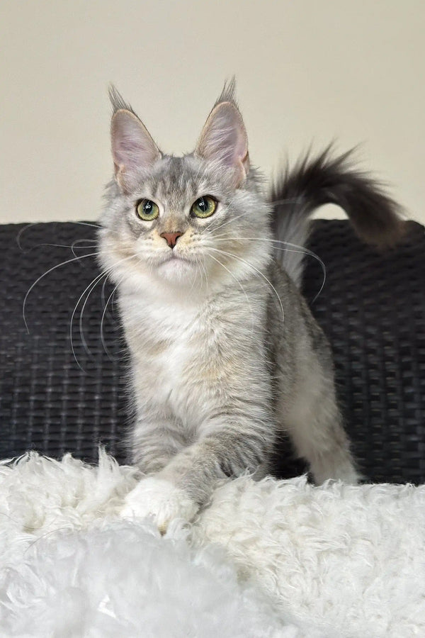 Cute Silver Tabby Maine Coon Kitten in the Liama Maine Coon Kitten product