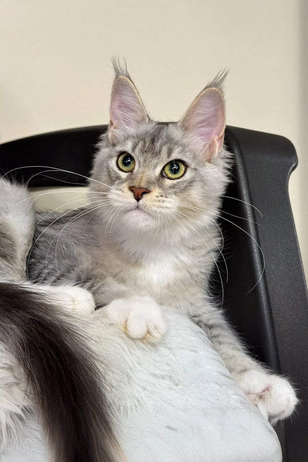Silver tabby Maine Coon kitten named Liama playing with a toy in a cozy setting