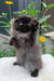 Liberty | persian kitten