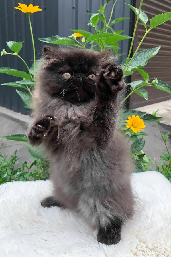 Liberty | persian kitten