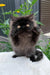 Liberty | persian kitten