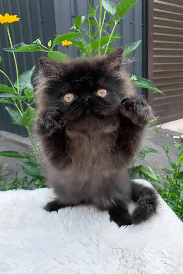Liberty | persian kitten