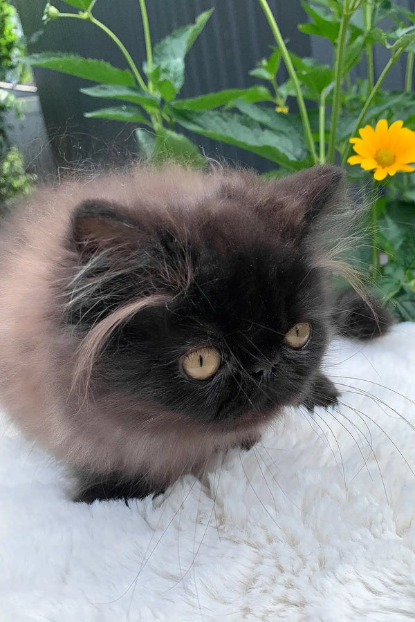 Liberty | persian kitten