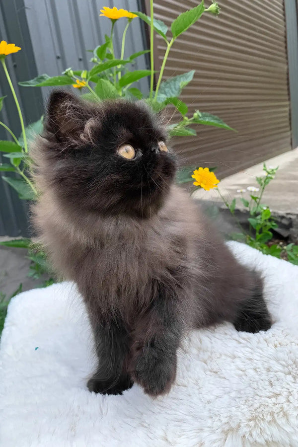 Liberty | persian kitten