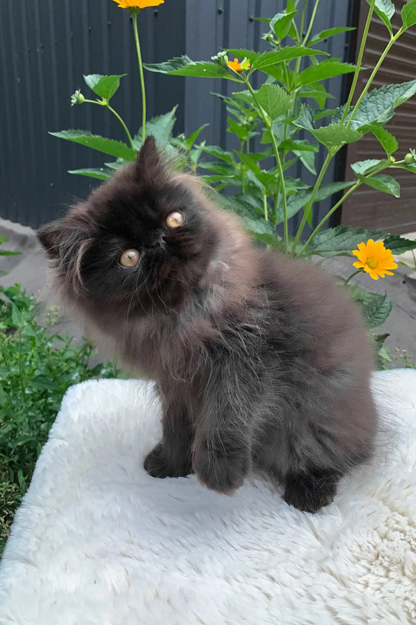 Liberty | persian kitten