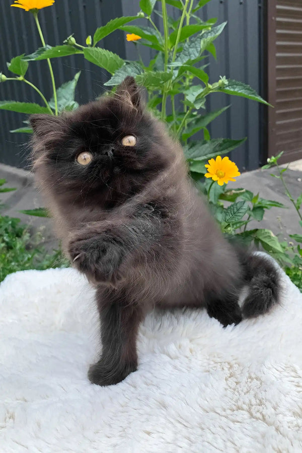 Liberty | persian kitten