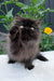 Liberty | persian kitten